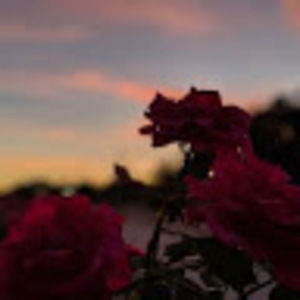 Meet your Posher, Gerald